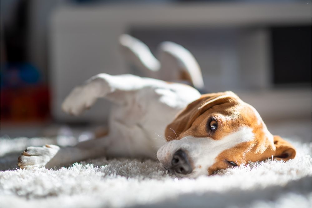 Pet friendly carpet | Baker Valley Floors